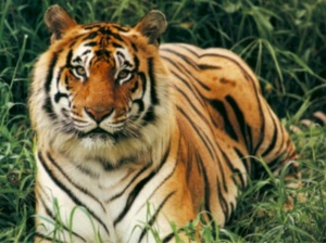 Bengal_Tiger1